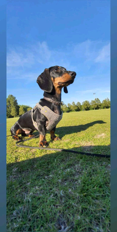 sausage dog gumtree